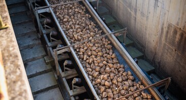 Bieten op band naar de fabriek 