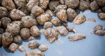 Bieten in water