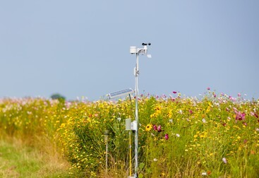 Bloemenstrook